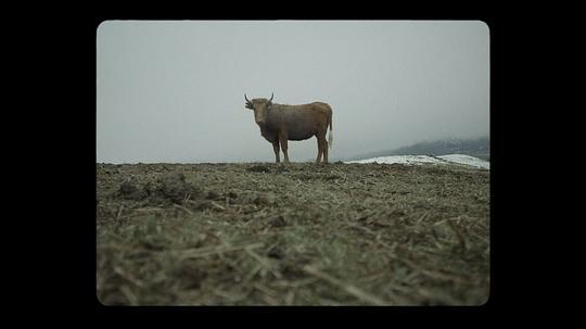 冬天里的一把火原版