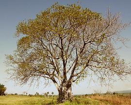 AtravesandoelCampo